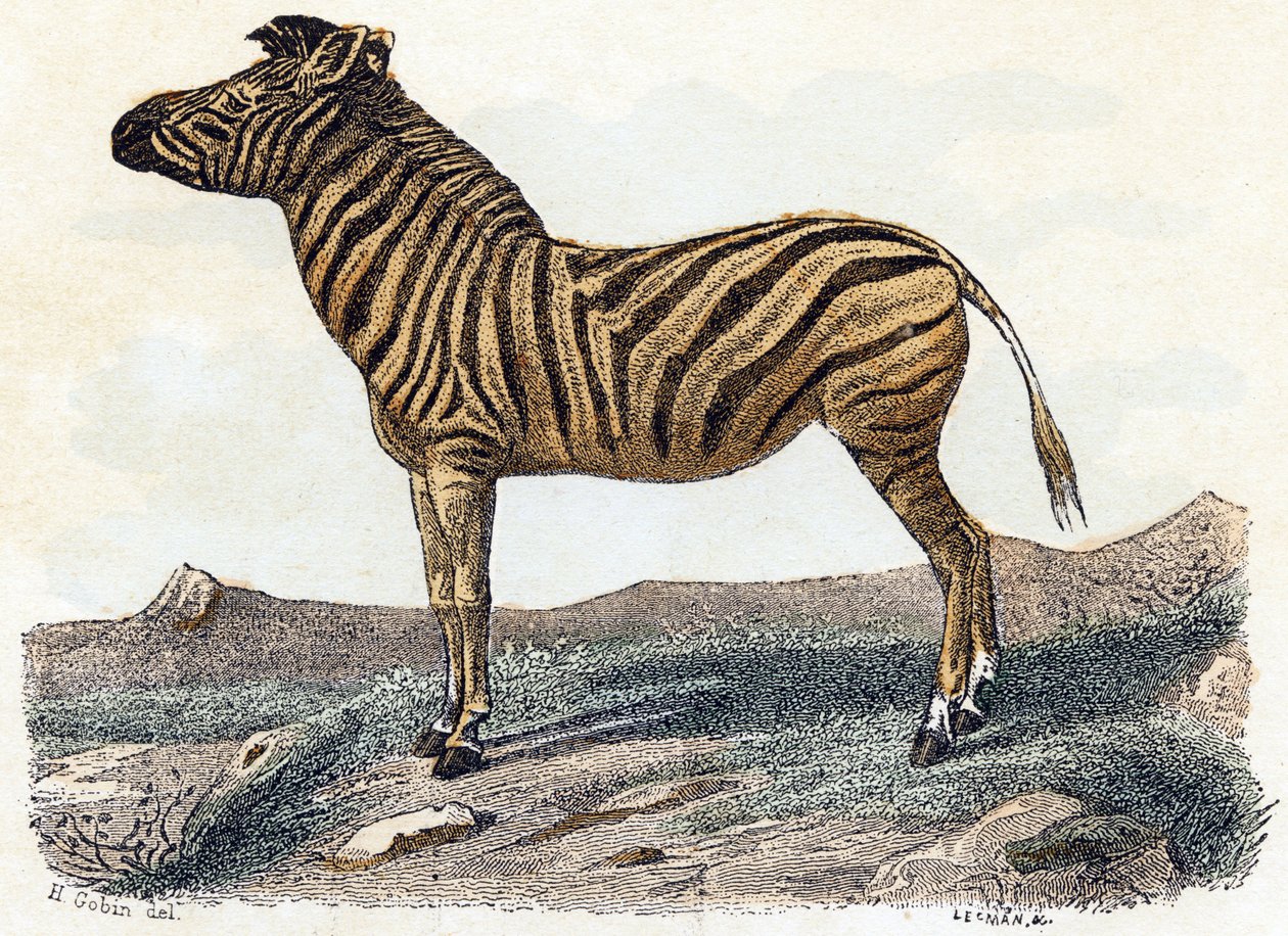 Zebra - " Alfabeto ilustra animais" século XIX (gravura) de Edouard Travies