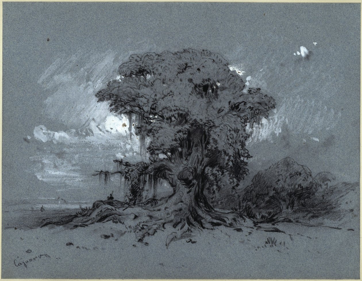 Árvore velha de Eduard Hildebrandt