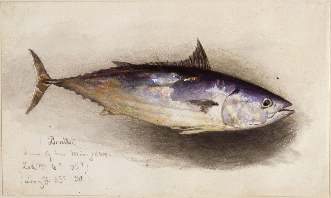 Estudo de peixe (atum bonito) de Eduard Hildebrandt