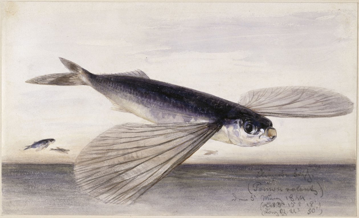 Estudos sobre peixes (Peixe voador) de Eduard Hildebrandt