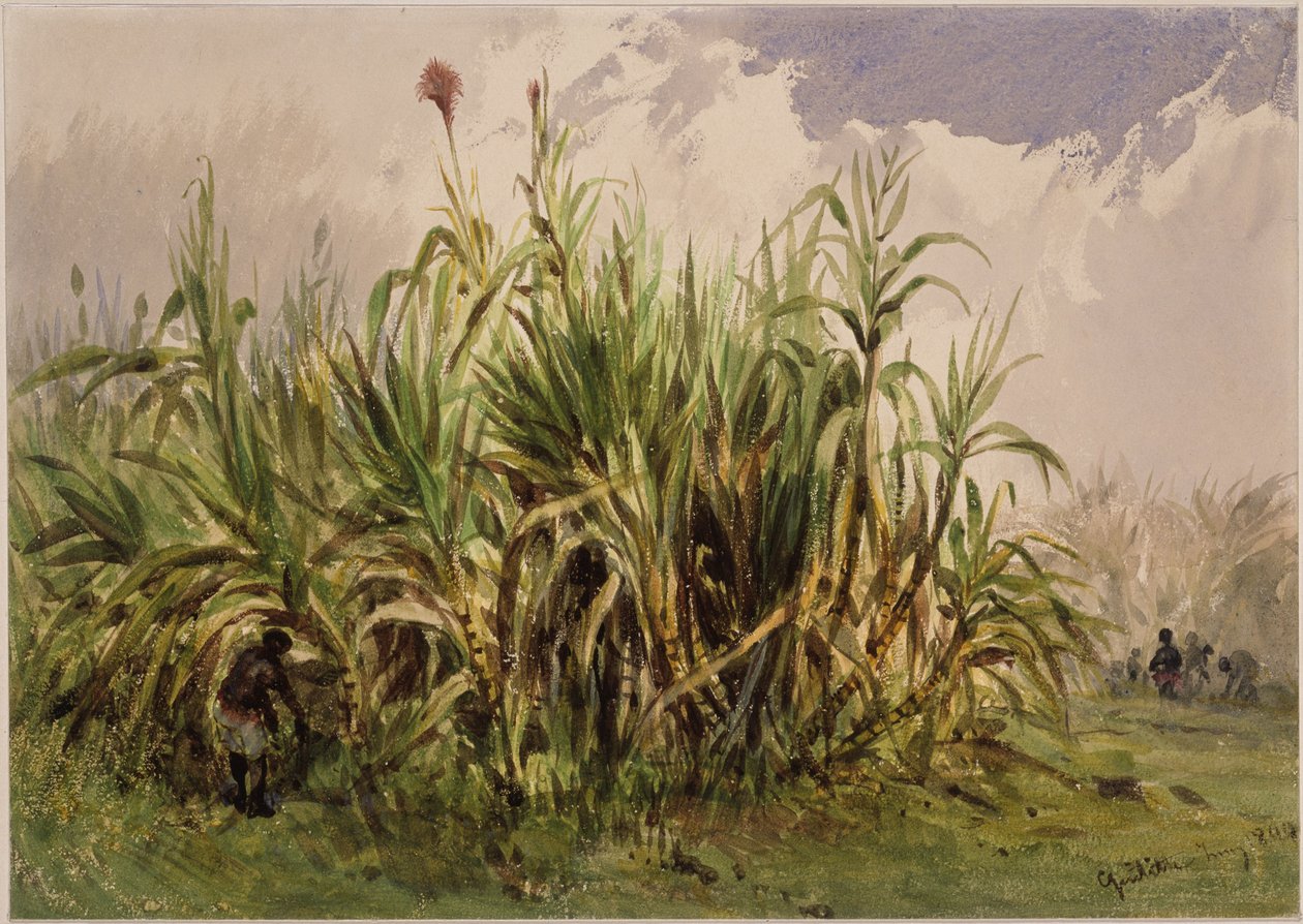 Plantação de cana-de-açúcar de Eduard Hildebrandt