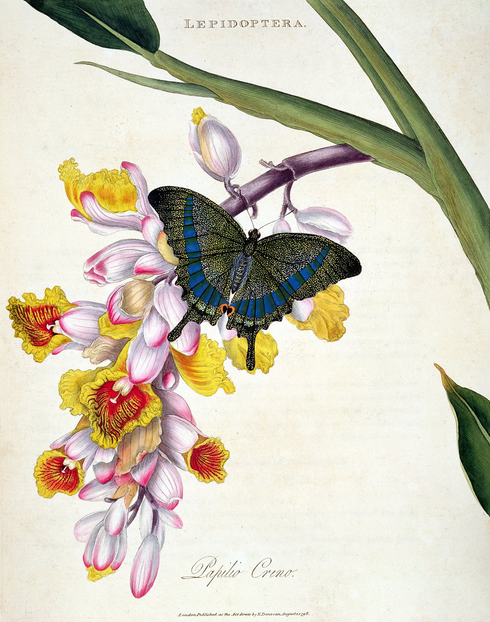Borboleta: pub Papilo Crino. pelo artista, 1798 de Edward Donovan
