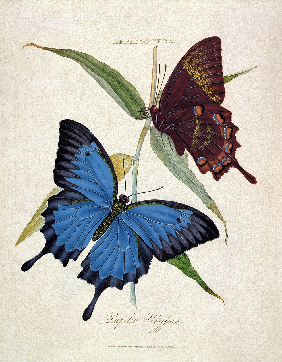 Borboleta: Papilo Ulisses, pub. pelo artista, 1800 de Edward Donovan