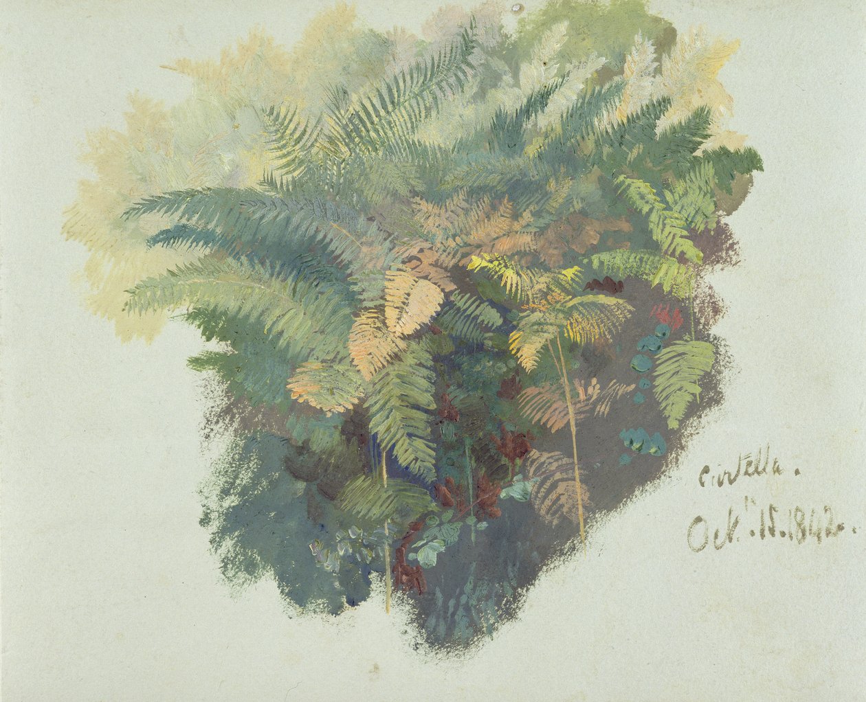 Um Estudo de Samambaias, Citivella, 1842, (óleo sobre papel de capa cinza) de Edward Lear