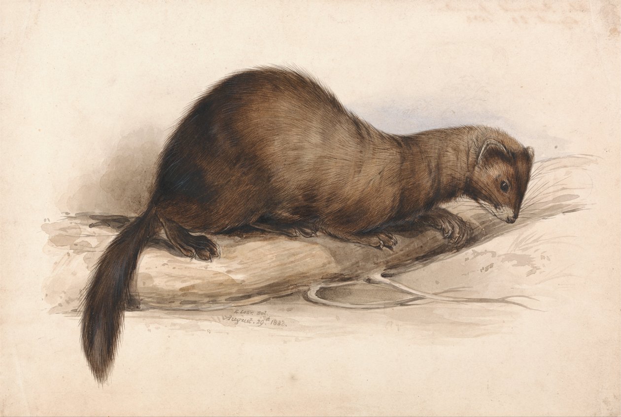 Uma doninha de Edward Lear