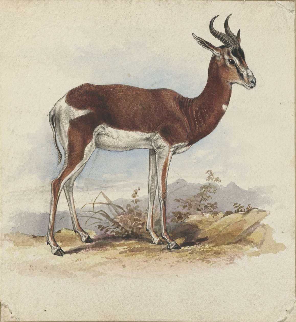 Um antílope de Edward Lear