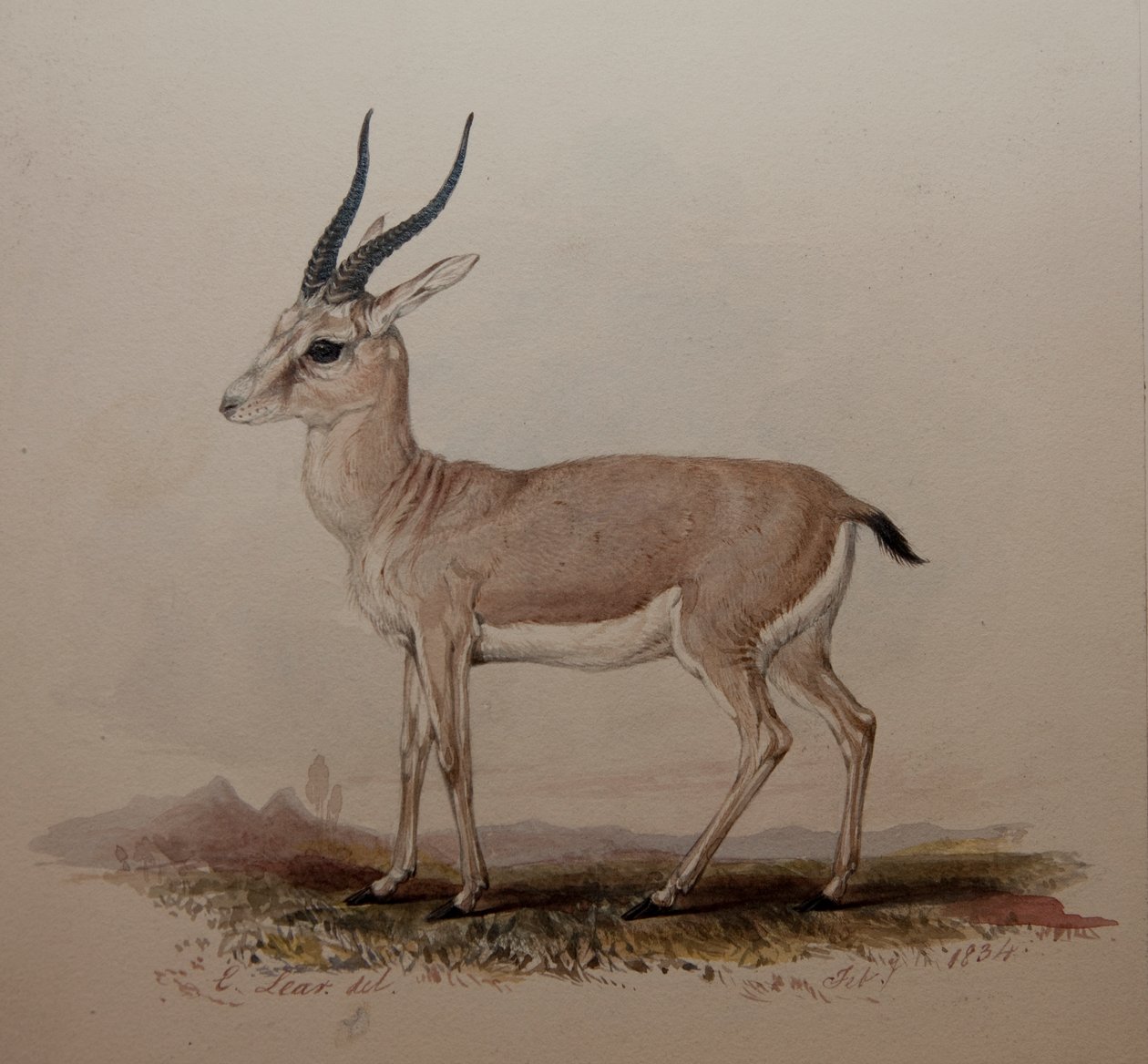 Antílope, 1834 de Edward Lear