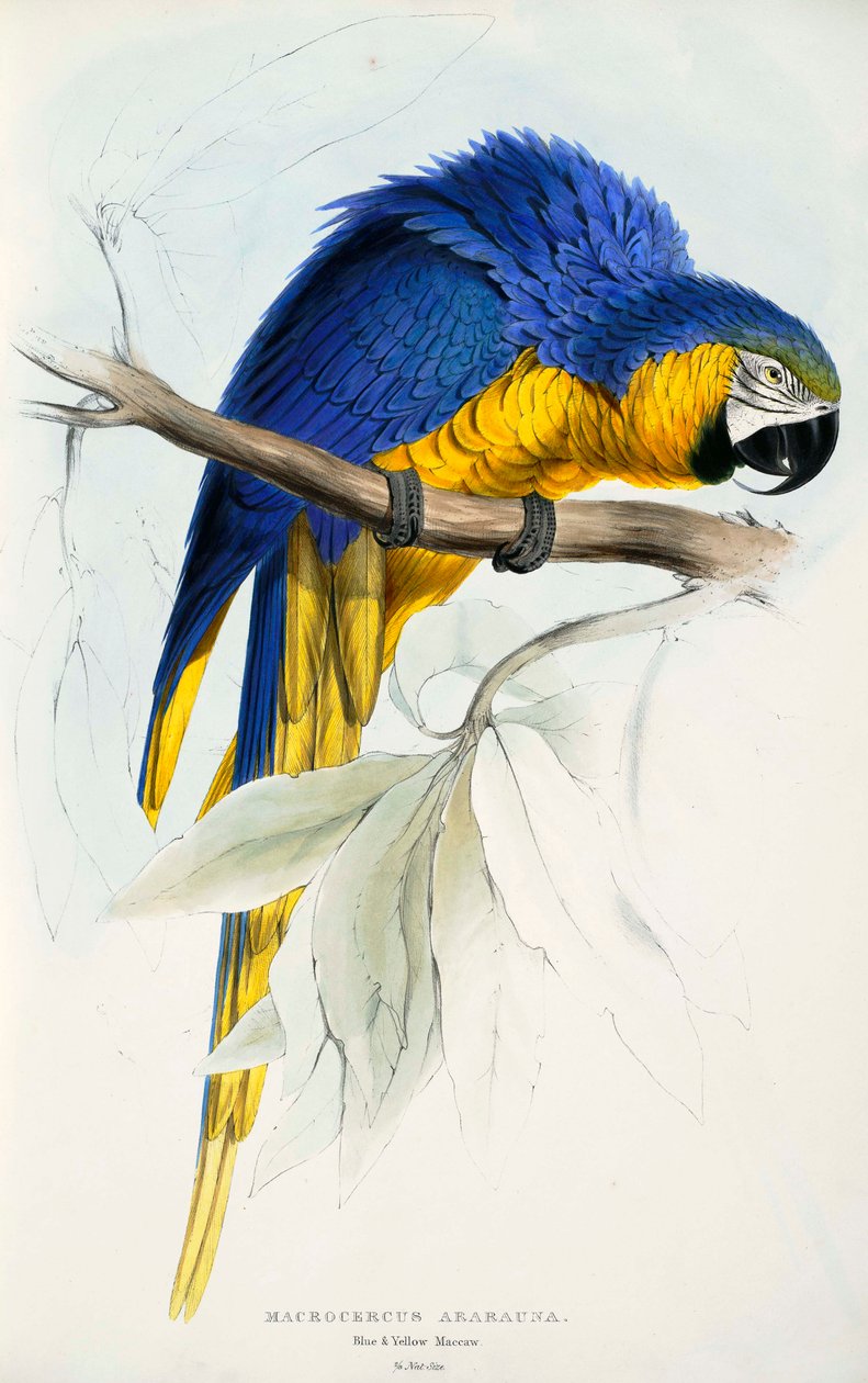 Maneiras do meio de Edward Lear