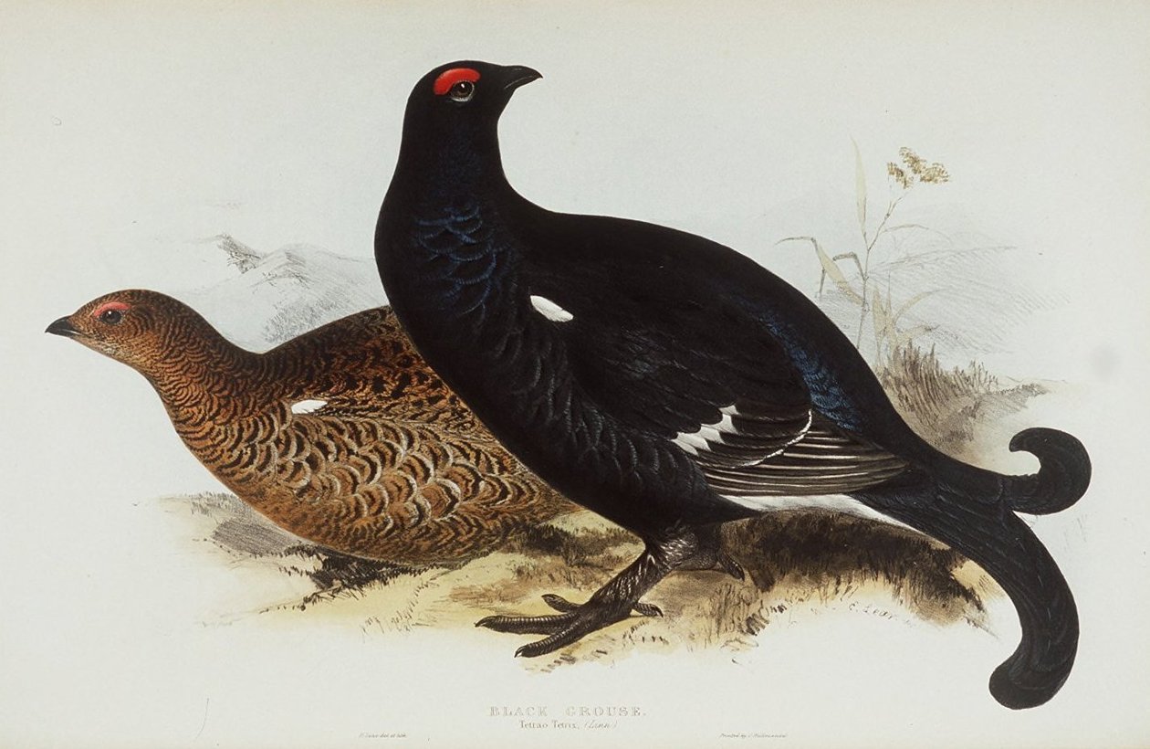 Black Grouse de Edward Lear