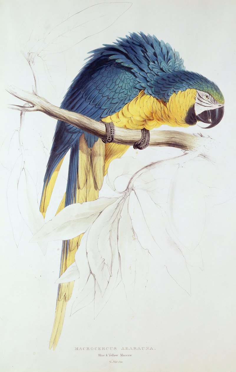 Arara azul e amarela (gravura a cores) de Edward Lear