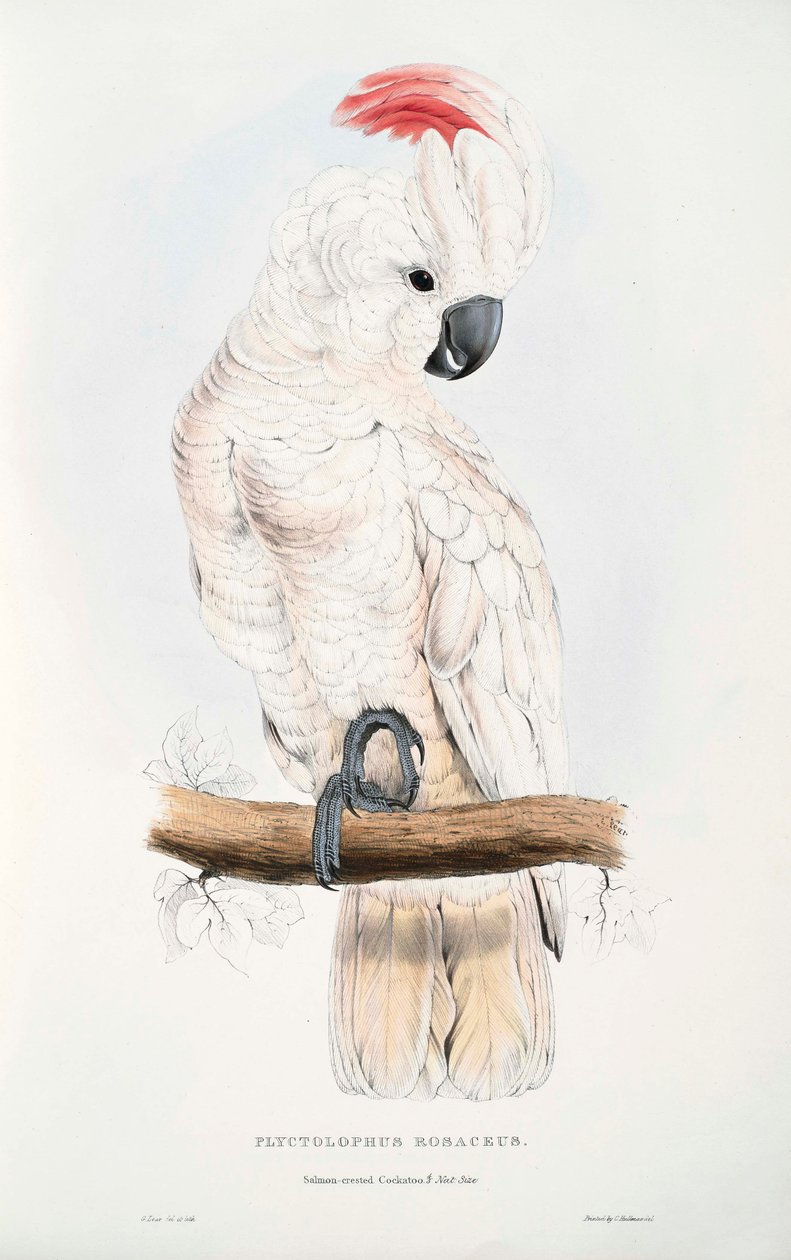 Cacatua moluccensis  de Edward Lear