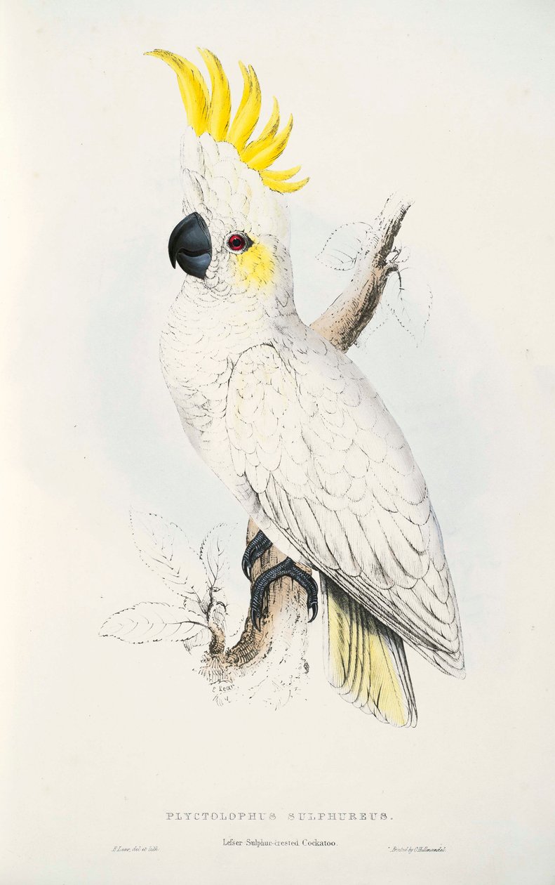 Cacatua sulphurea  de Edward Lear
