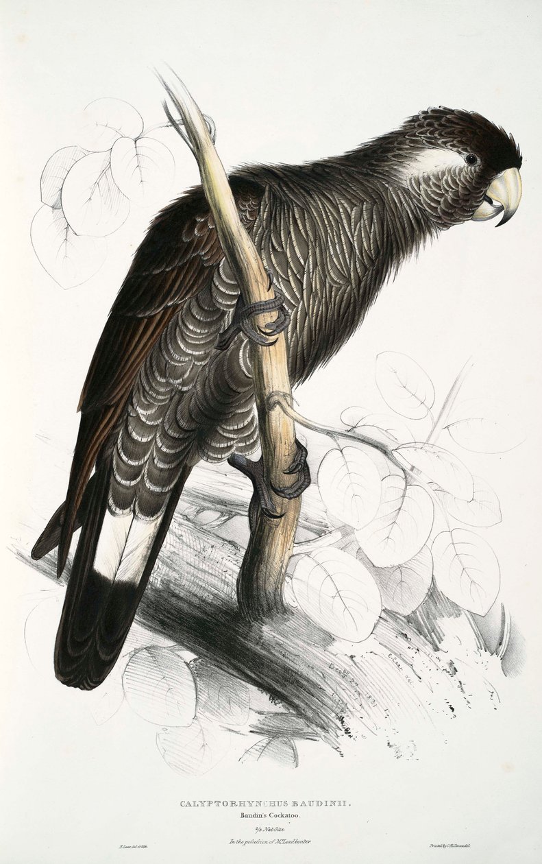 Calyptorhynchus de Edward Lear