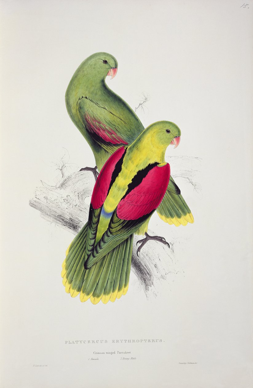 Periquito-de-asa-carmesim de Edward Lear