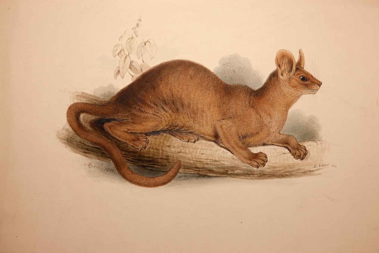 feroz Cryptoprocta de 1833 de Edward Lear