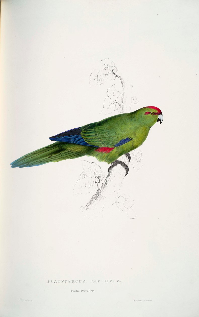 novaezelandiae cinza de Edward Lear