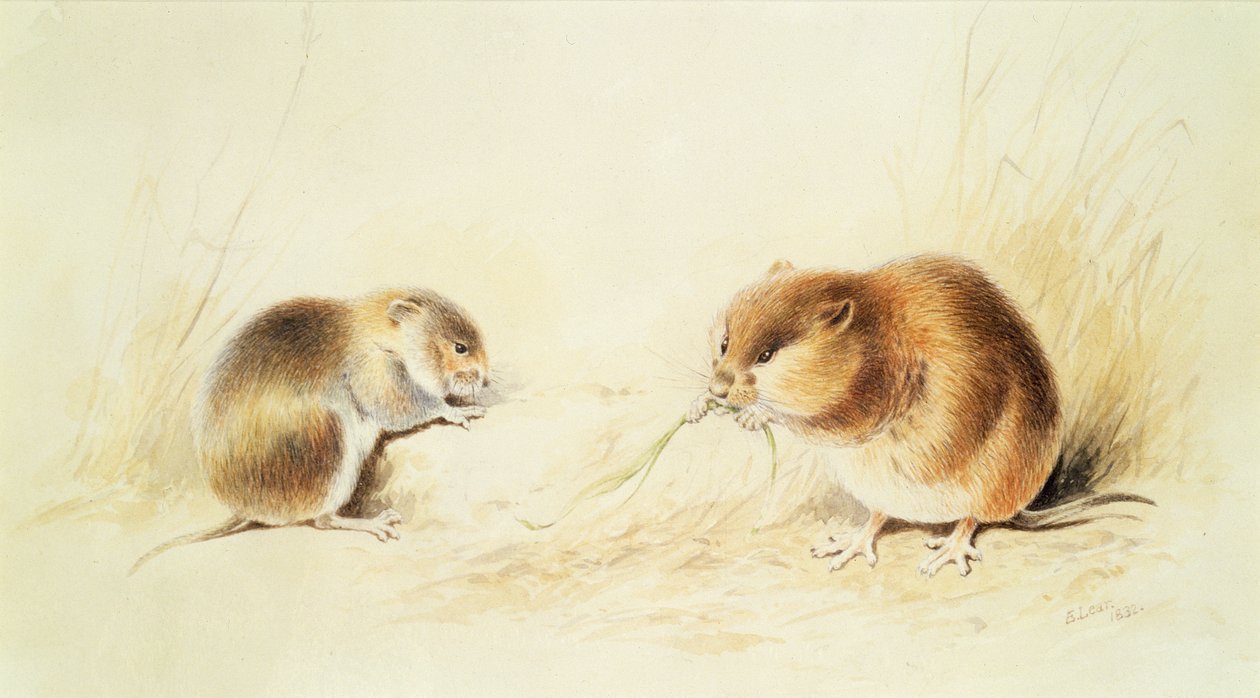 Dormice, do século XIX de Edward Lear