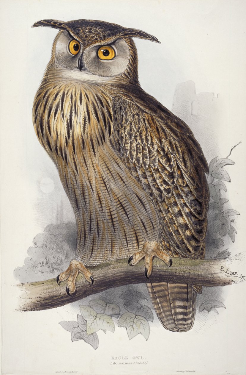 Coruja De águia. Bubo maximus, 1832-1837 de Edward Lear