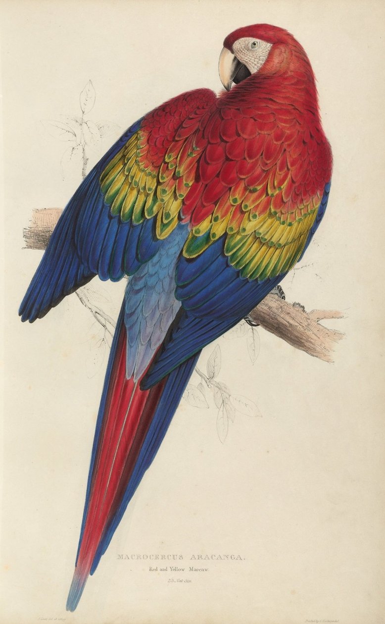 Ilustrações da família de Psittacidœ, ou papagaios, prato 7 de Edward Lear