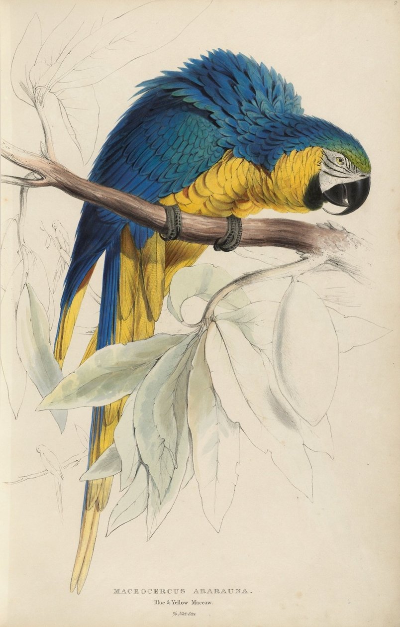 Ilustrações da família de Psittacidœ, ou papagaios, prato 8 de Edward Lear
