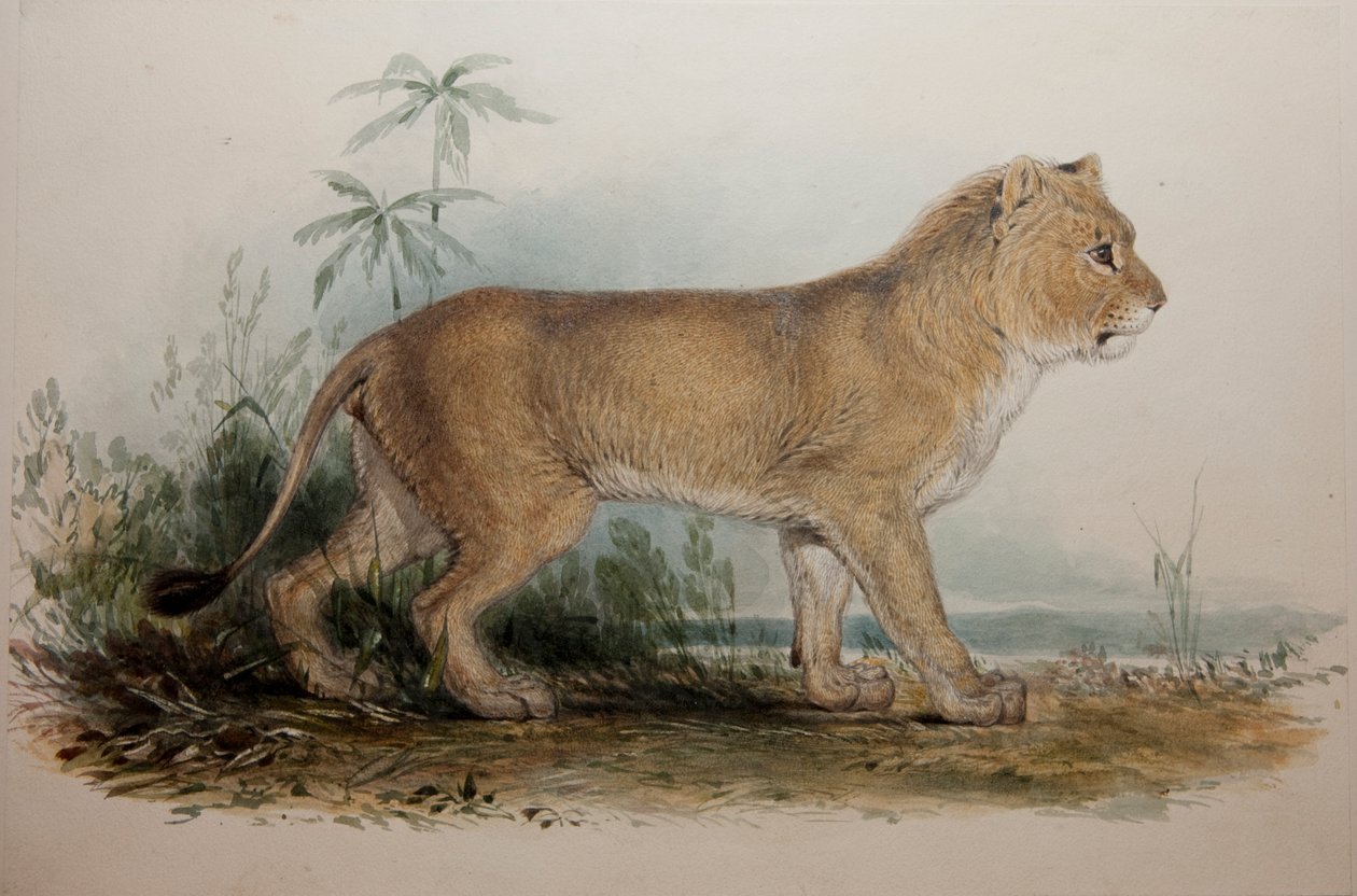 Leão sem Mana de Guzerat, 1835 de Edward Lear
