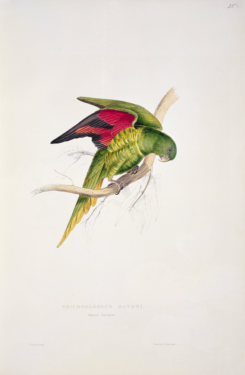 Periquito de Maton de Edward Lear