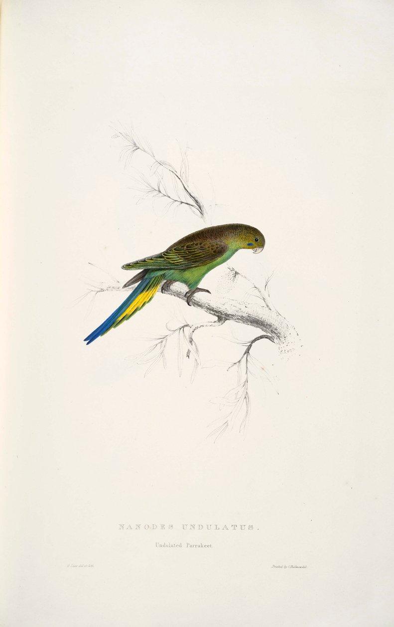 Melopsittacus undulatus de Edward Lear