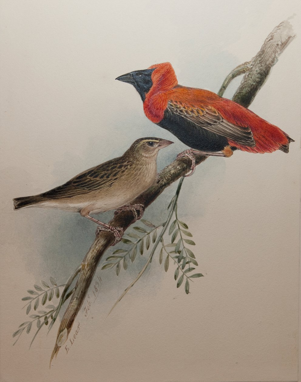 Bispo Vermelho do Norte, 1834 de Edward Lear