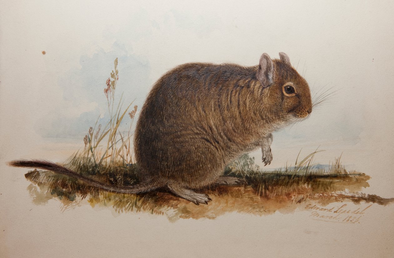 Octodon cumingii, 1836 de Edward Lear