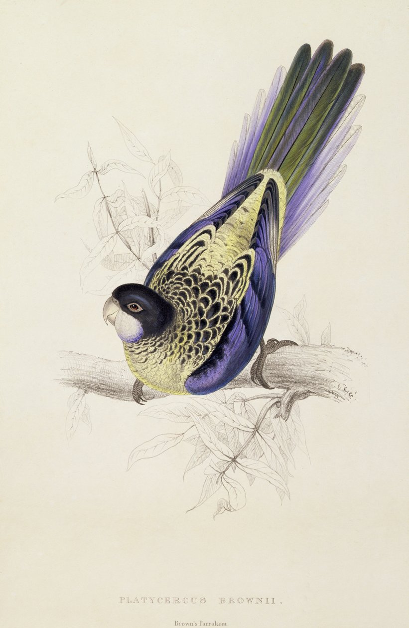 Platycercus Brownii, ou Periquito de Brown (placa 20), 1832 de Edward Lear