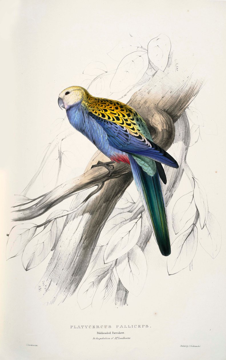 platycercus treinados de Edward Lear