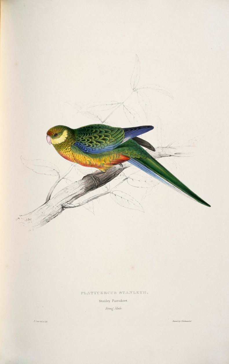 Platycercus icterotis de Edward Lear
