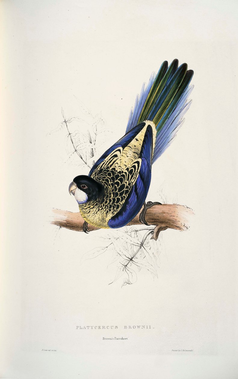 platycercus encantador de Edward Lear