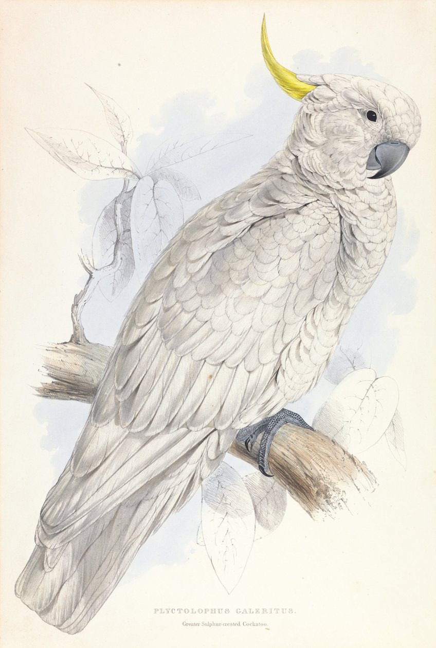 Plyctolophus Galeritus. Maior cacatua com crista de enxofre. de Edward Lear