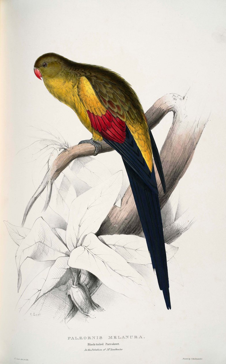Anthopeplus da Polytelis de Edward Lear