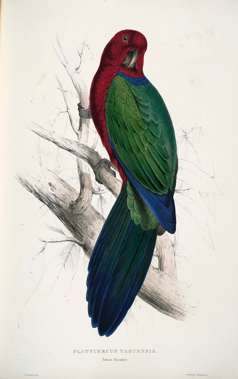 Prosopia tabuensis de Edward Lear