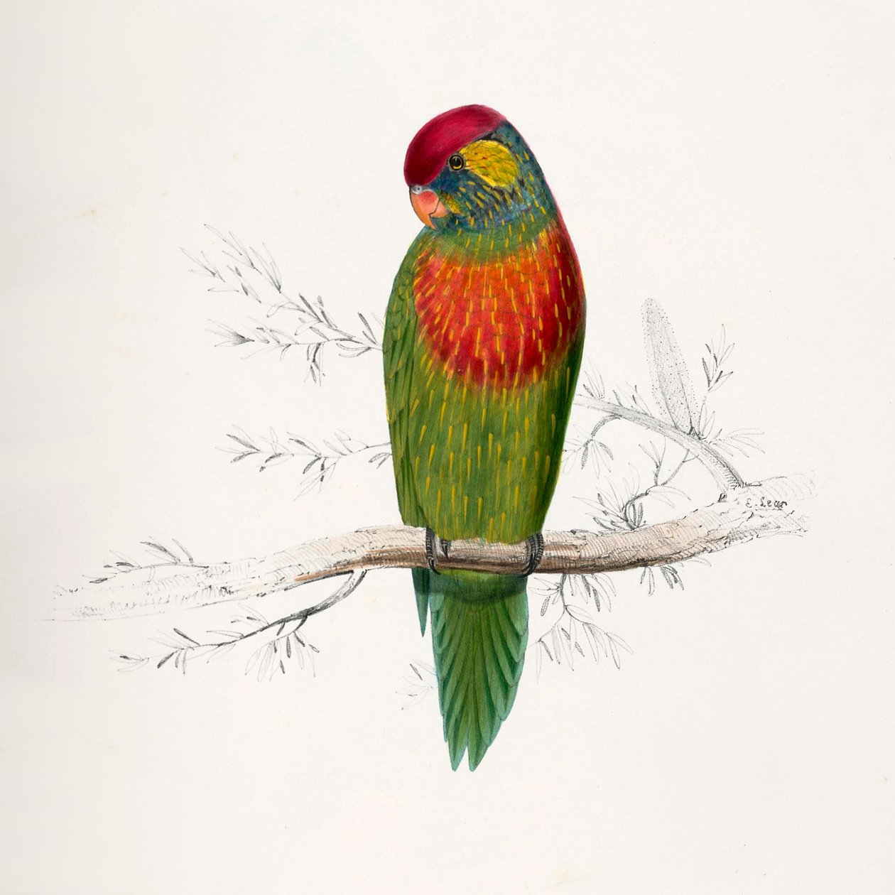 Psitteuteles versicolor de Edward Lear