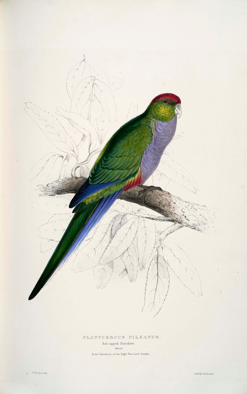 campeão Purpureicephalus de Edward Lear