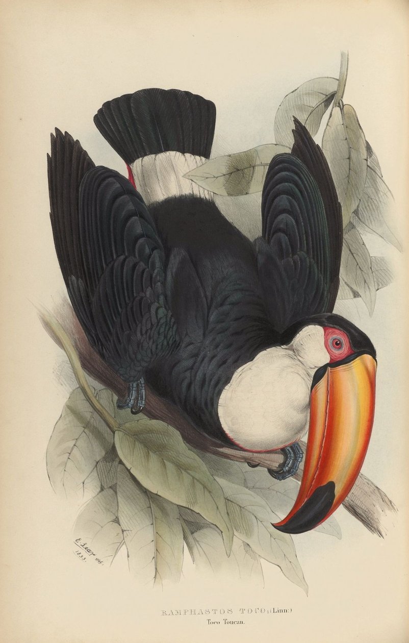 Ramphastos toco de Edward Lear