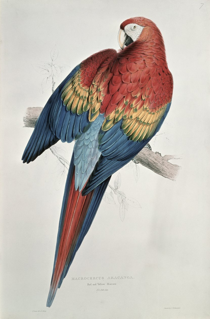 Arara vermelha e amarela de Edward Lear