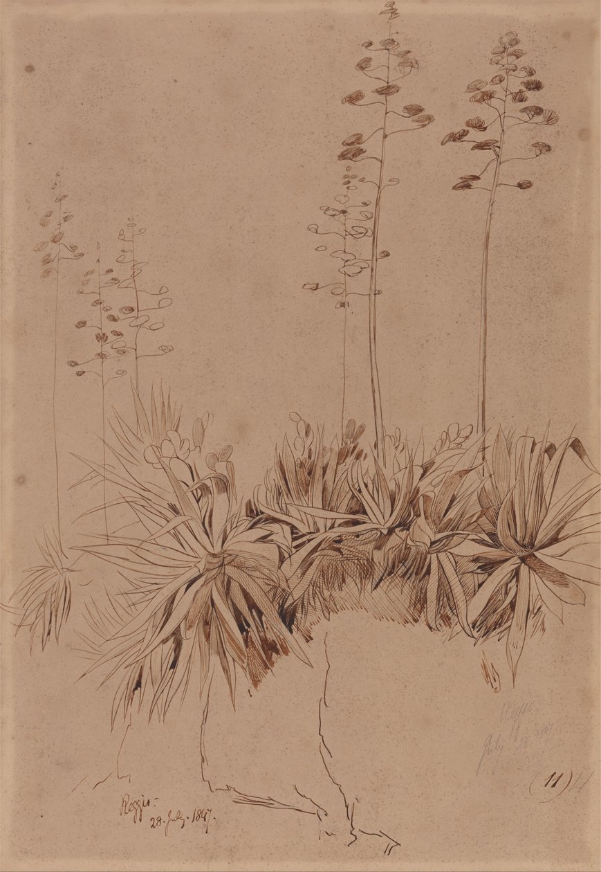 Reggio de Edward Lear