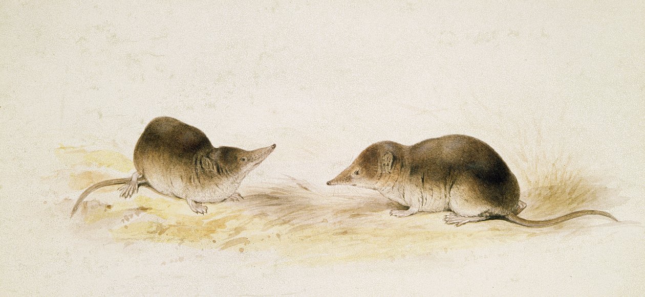 Shrews de Edward Lear