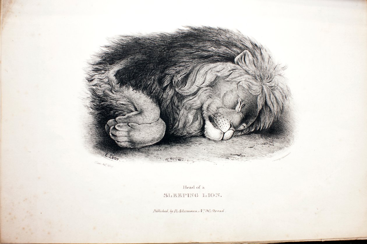 Esboços de animais no Jardim Zoológico de Edward Lear