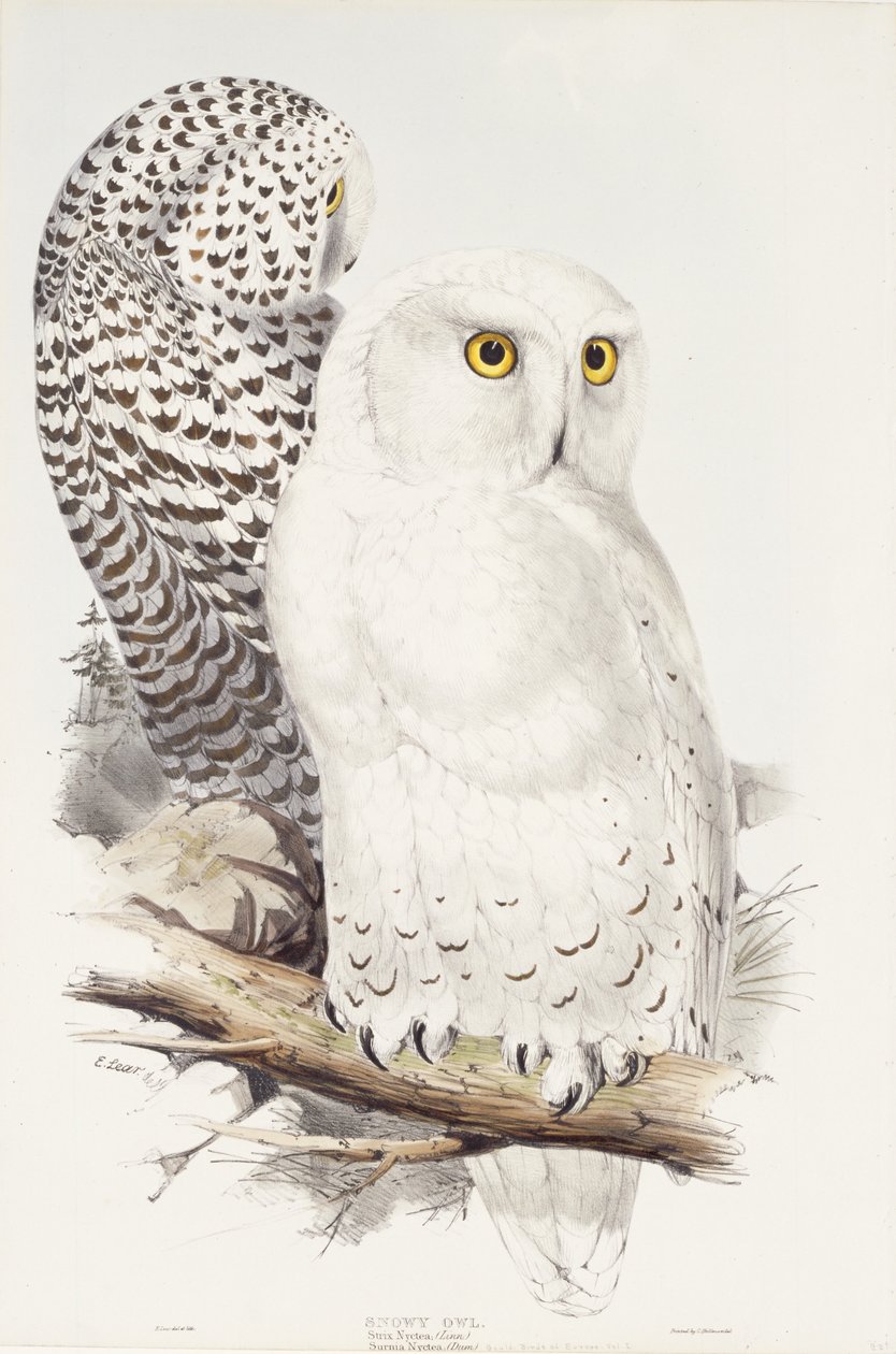 Coruja nevado. Strix Nyctea; (Linn); Surnia Nyctea, 1832-1837 de Edward Lear