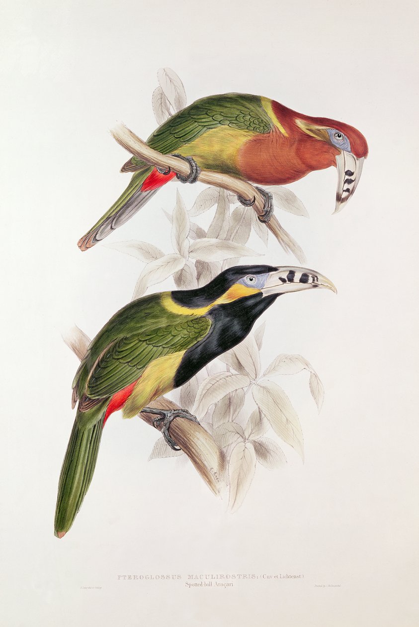 Bill Aracari manchado, século XIX (litografia colorida) de Edward Lear