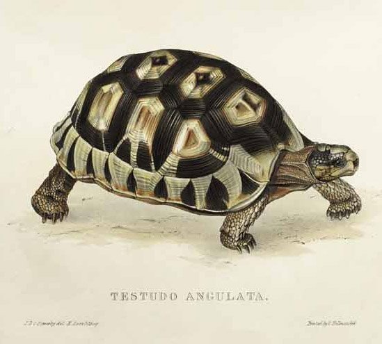 Tartaruga angular de Edward Lear