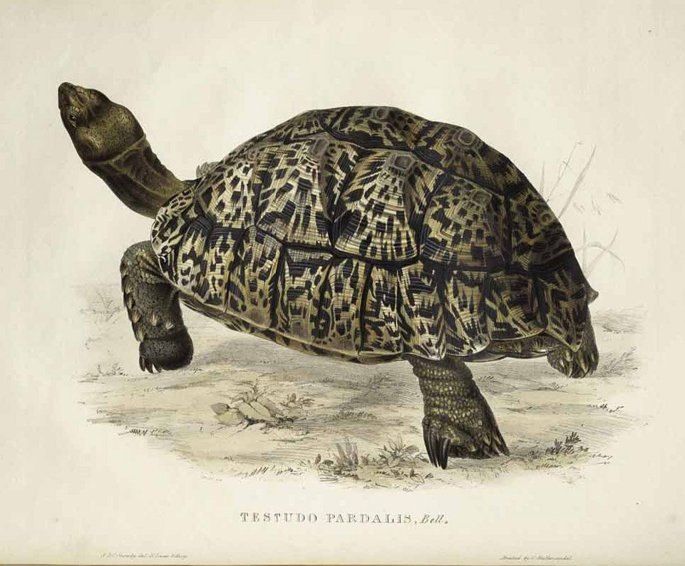 Tartaruga perdoada de Edward Lear