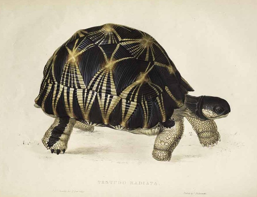 Tartaruga de radiação de Edward Lear