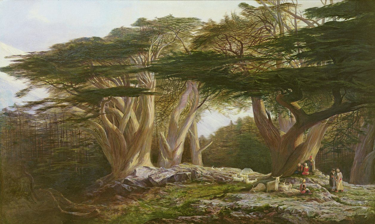 Os Cedros do Líbano, 1861 de Edward Lear