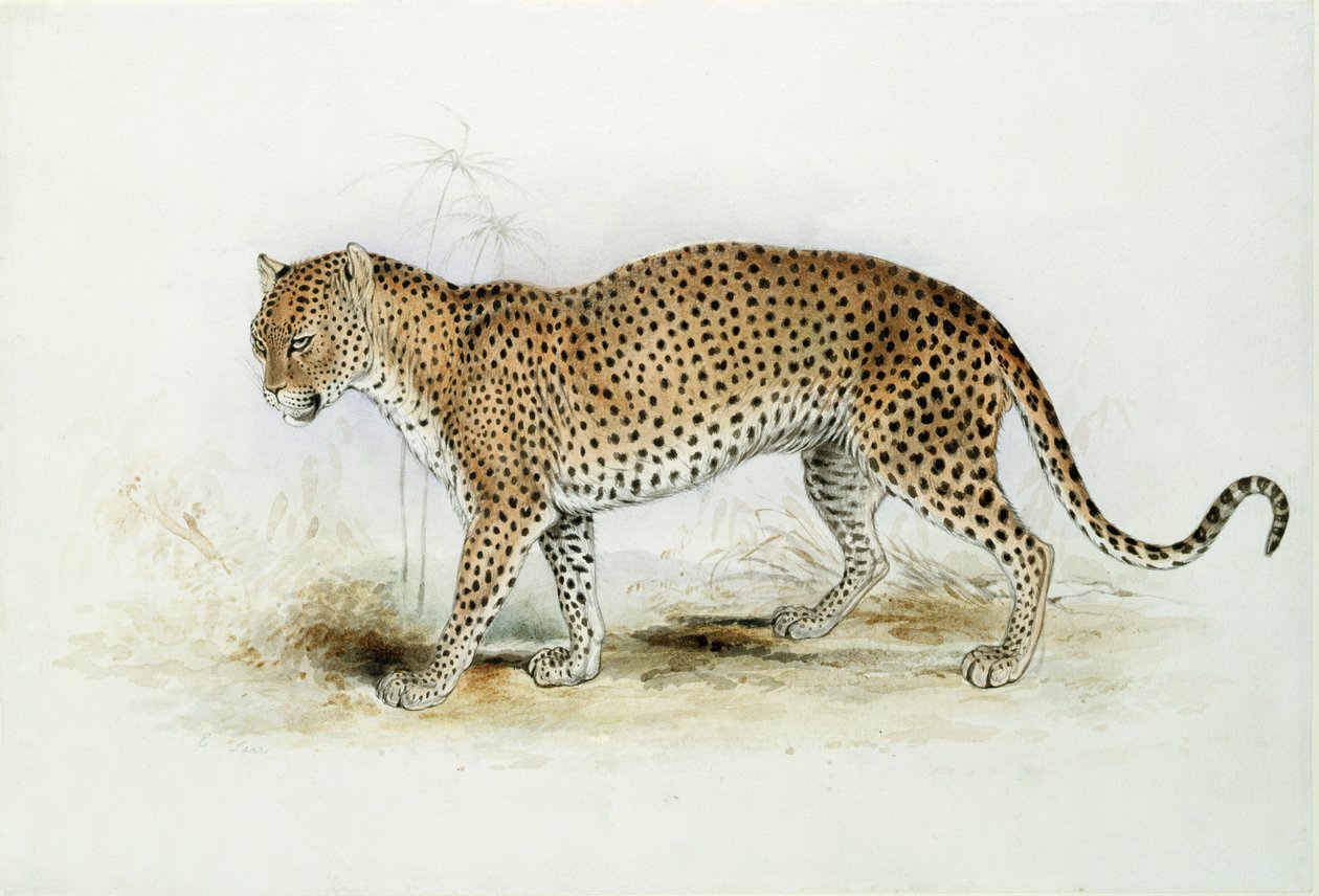 O leopardo de Edward Lear